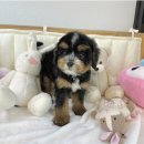 퍼피문 | 강서구강아지분양 버니두들 알아보다가 퍼피플라워 하남점 방문한 솔직한 후기