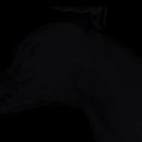 효진동물병원 이미지