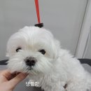 댕블랑 네이버블로그