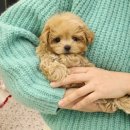 플랜멍 강아지분양 대구본점 이미지