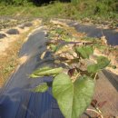 비봉농장 이미지