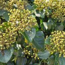 로벨리아 이미지