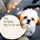 미소 Daum카페