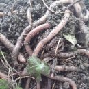 백두산장어 이미지