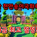 천만송이 국화축제/전북 익산 이미지