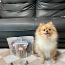 고르다 수제간식 이미지