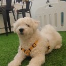 에제르펫 이미지