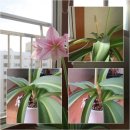 가을에 피는 꽃, 아마릴리스(Amaryllis) 이미지