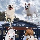 놀다가개 | 반려견과 행복한 시간 보내기 좋은 포항 애견카페 놀다가개 내돈내산