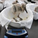 우포 따오기 구조 치료센터 이미지