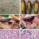 RNA바이러스인 Calicivirus에 의한 동자개의 대량폐사 원인 동자개 칼리시바이러스병(YcCV) 이미지