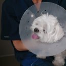 김천 내일동물병원 이미지