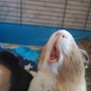 아울