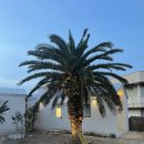 요요정원 이미지