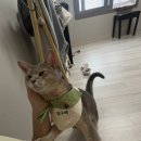 조은켄넬 이미지