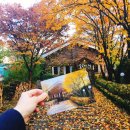 청춘-숲속의 섬,  이미지