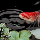 [일반시13.해일의 변명]05.아직도 그대는 내 사랑 외 6편 이미지