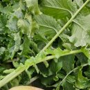 한백농장 이미지