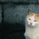 캣마을 네이버블로그