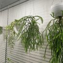 호야 달수 이미지