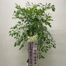 해피트리H