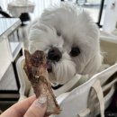 댕꼬미다 이미지