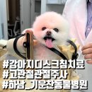 기운찬 동물병원 | 하남동물병원 기운찬동물병원 강아지 노령견 디스크 침치료 고관절탈구 주사 애니씰 14살 포메 짜르...