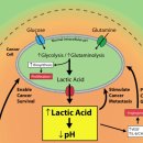 Re:암세포가 만들어내는 젖산(acidosis)을 어떻게 치료할 것인가? 이미지