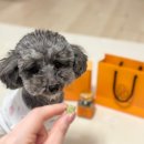 펫스토리 수가 이미지