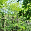 큰재봉공원 배드민턴장 이미지