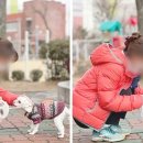 (단기)반려동물 펫시터(자격증) 이미지