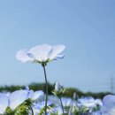하나노쿠니 - 관악구 관천로19길 76 | 하나노쿠니