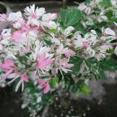 Pithecellobium(Sweet Tamarind) 이미지