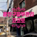 코코로스킨