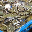 조은수산 | 참조은수산 제철 꽃게, 입 안 가득 행복을 담다!