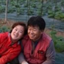 순애농장 네이버블로그