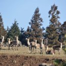 평안목장 이미지