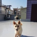 펫도그 애견스쿨 이미지