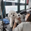 김쌤애견