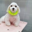 은마로동물병원 이미지