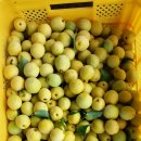 성실농원 이미지