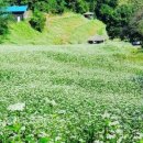 메밀꽃 화장실 이미지