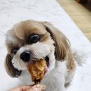 댕댕이 홀딱 반한 간식 이미지