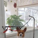 해피독쌤 이미지