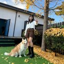 레오네식탁 | 양평 밸런스독 애견펜션 추천 서울근교 대형견 독채