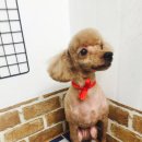 토리애견샵 이미지