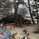 호덕이식당 이미지