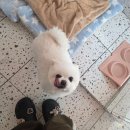 수영로유치원 | 꼼꼼한 케어가 돋보이는 광안애견유치원, 멍치원 솔직 후기