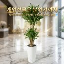 수형유통 | 급하게 준비한 개업화분 대형, 직접 선물해본 후기 — 거래처 반응이 좋았던 이유