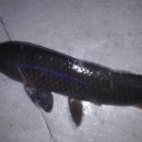 신월낚시터 이미지